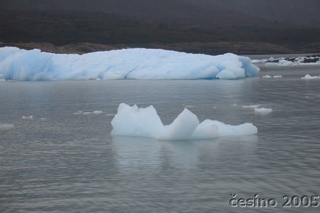 calafate_006.JPG