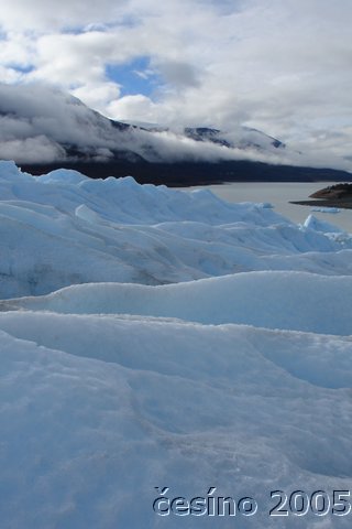 calafate_071.JPG