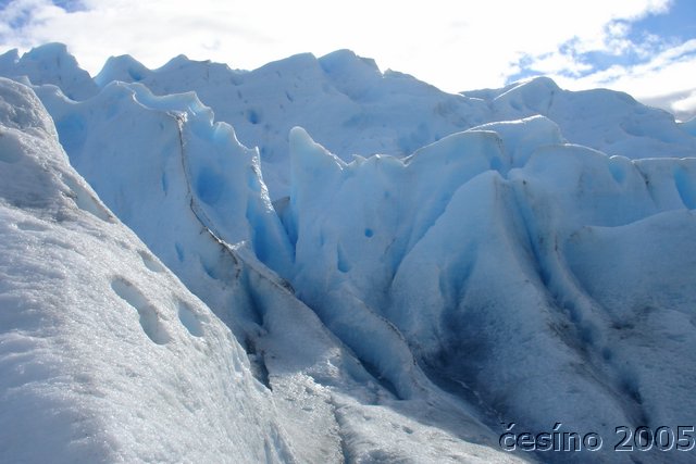 calafate_075.JPG