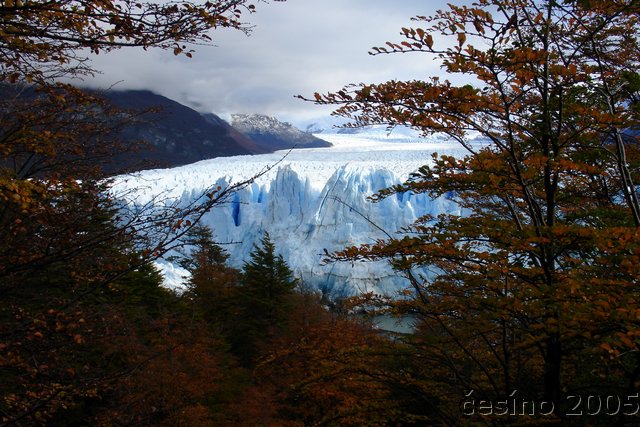 calafate_145.JPG