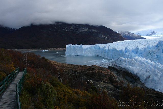 calafate_153.JPG