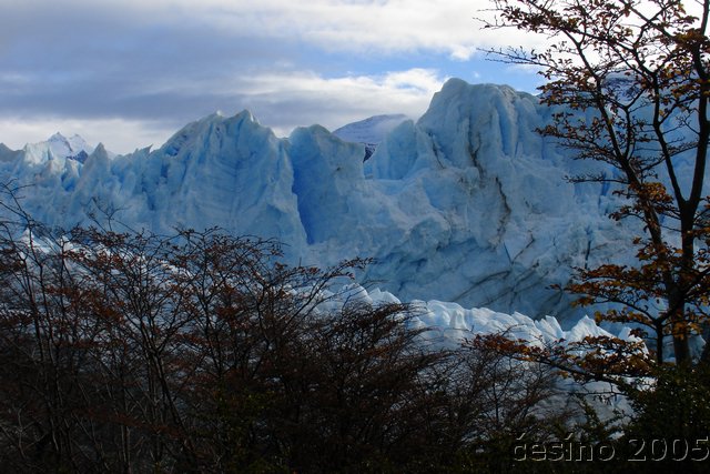 calafate_159.JPG