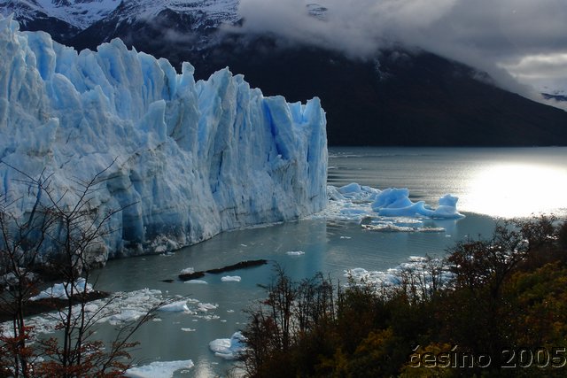 calafate_163.JPG