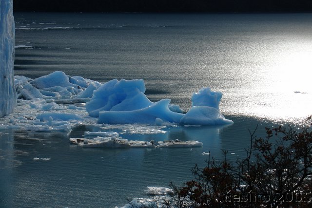 calafate_164.JPG