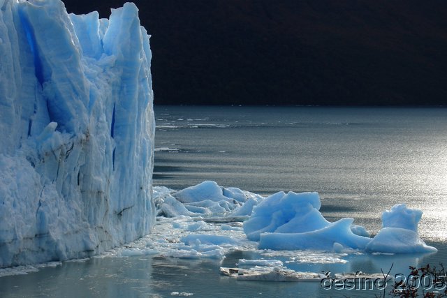 calafate_165.JPG