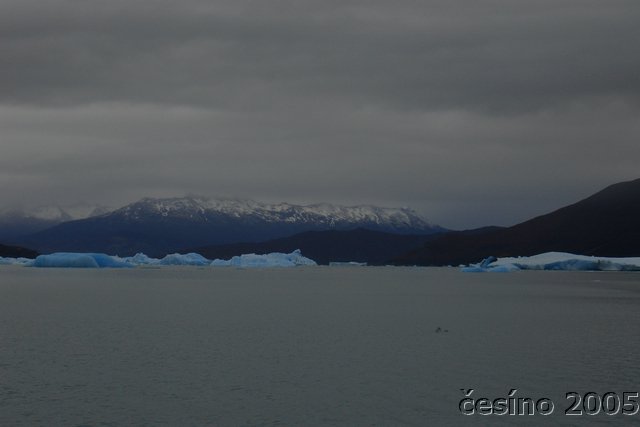 calafate_227.JPG