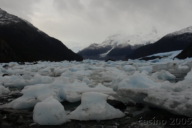 calafate_235.JPG