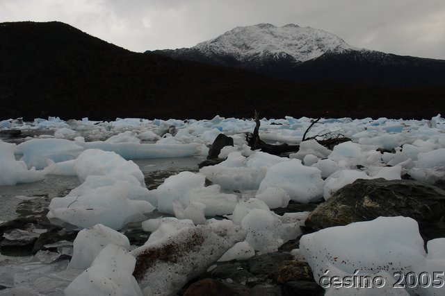 calafate_236.JPG