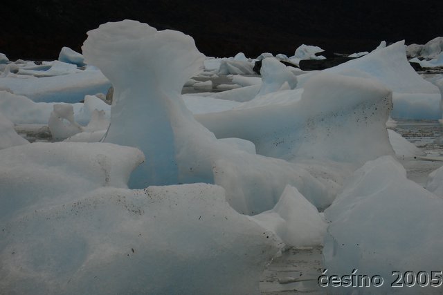 calafate_240.JPG