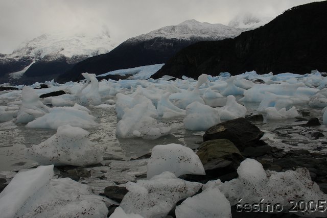 calafate_242.JPG