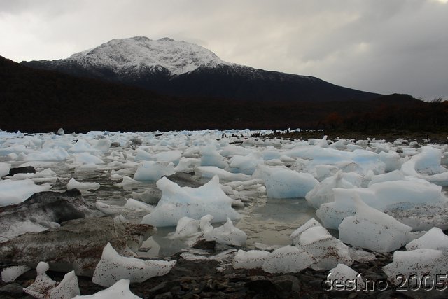 calafate_245.JPG