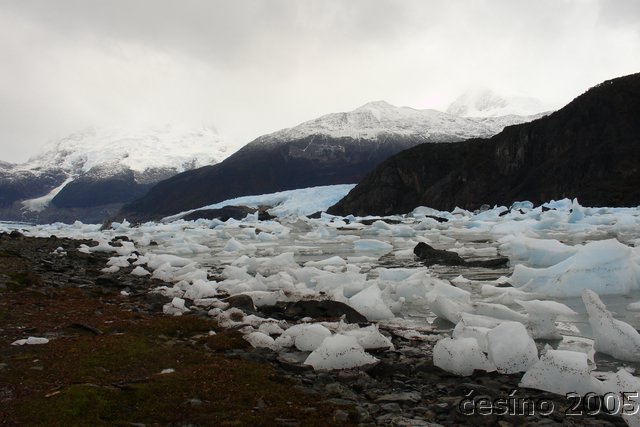 calafate_246.JPG