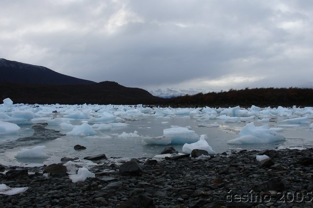 calafate_248.JPG