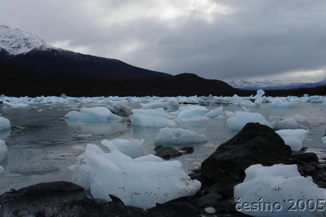 calafate_250.JPG