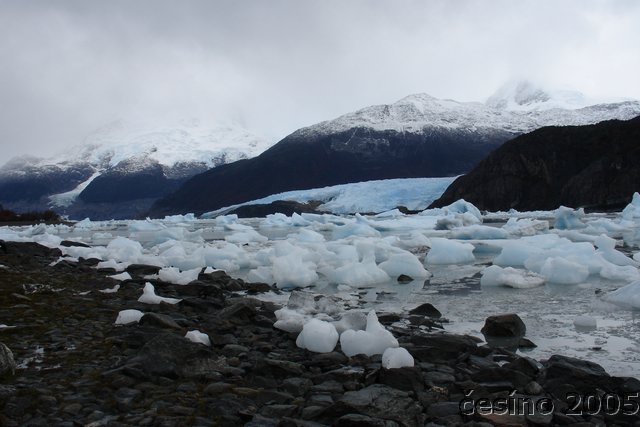 calafate_254.JPG