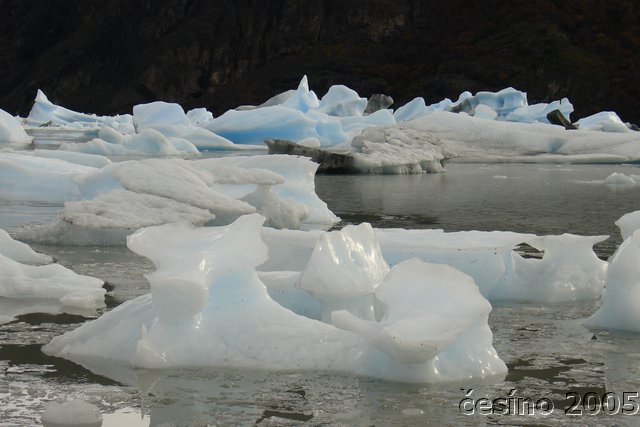 calafate_256.JPG