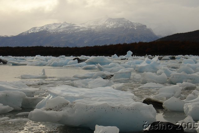 calafate_257.JPG