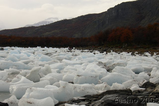 calafate_258.JPG