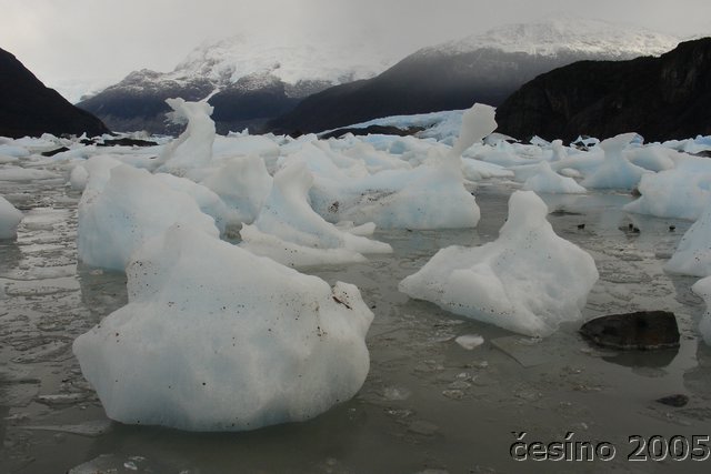 calafate_261.JPG