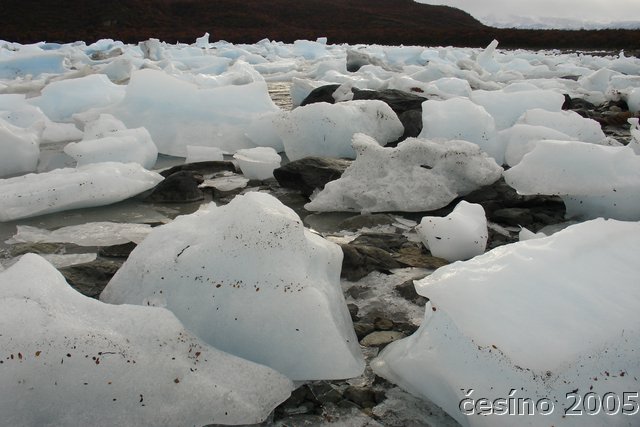 calafate_263.JPG