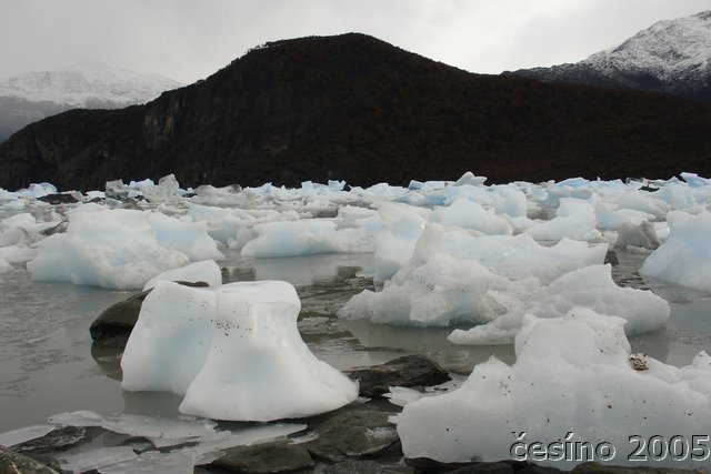 calafate_264.JPG