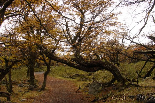 calafate_268.JPG