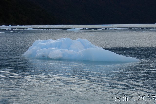 calafate_313.JPG