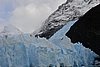 calafate_297.JPG