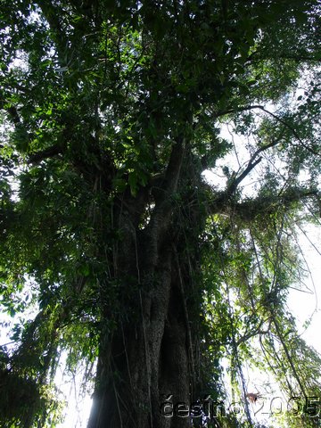 iguazu_021.JPG