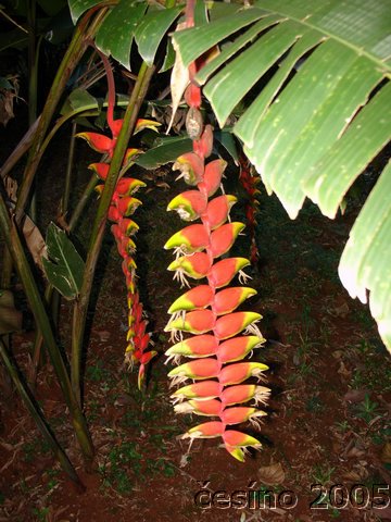 iguazu_060.JPG