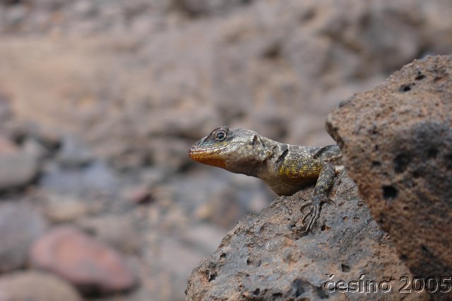 iguazu_140.JPG