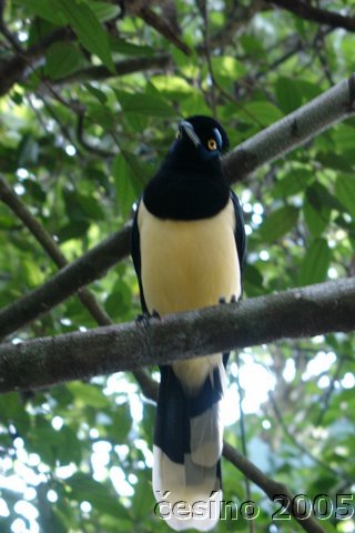 iguazu_162.JPG