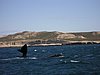 DSCN4317.JPG