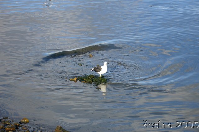 DSC02859.JPG