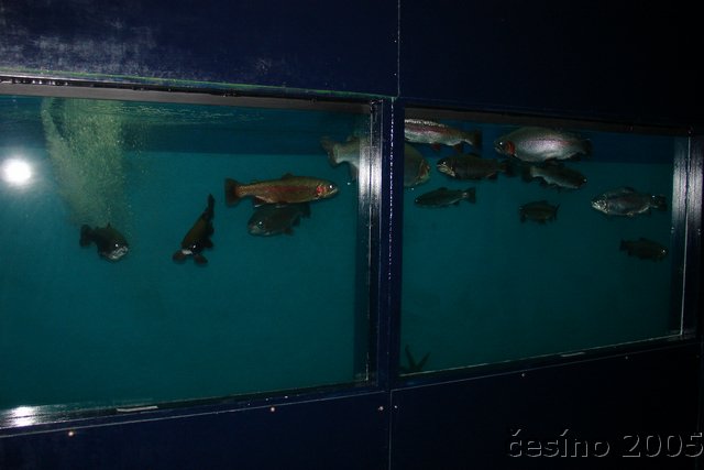 DSC02974.JPG