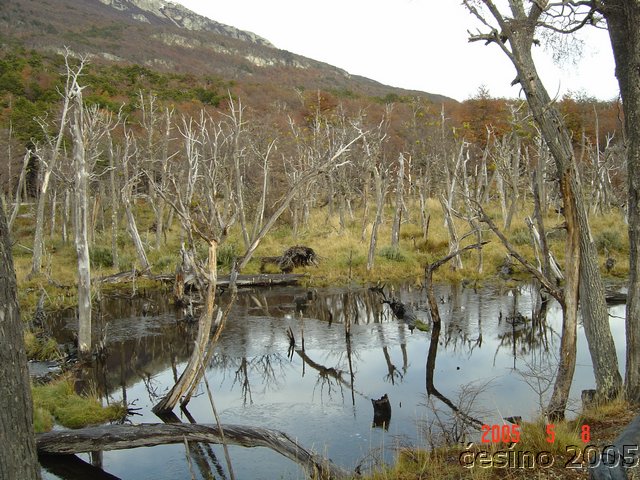 DSC02940.JPG