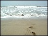 diu010.jpg