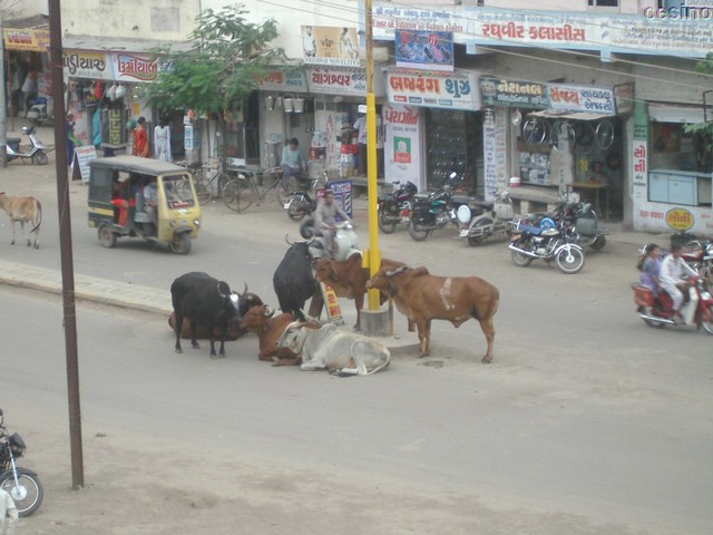 rajkot0060.jpg