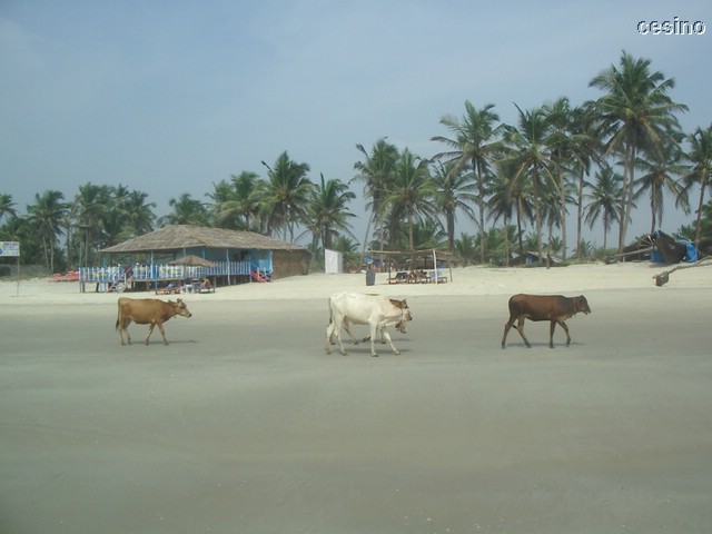 goa035.JPG