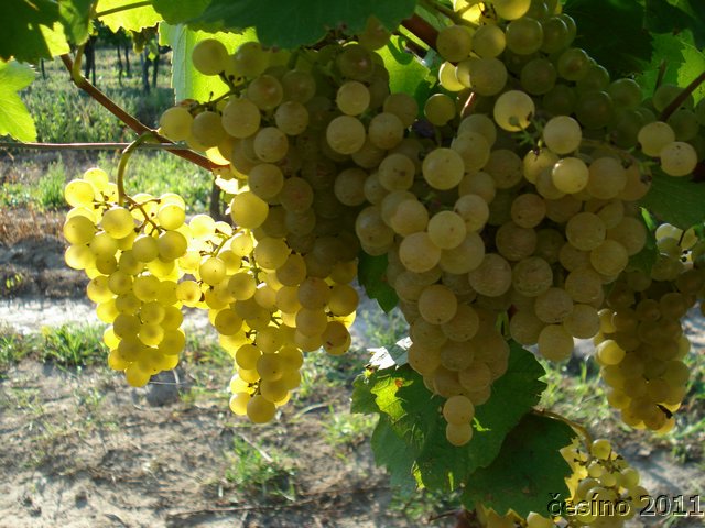 DSC05316.JPG