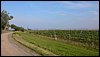 DSC_1394.jpg