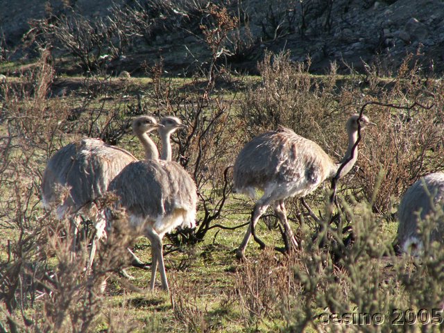 chile_037.JPG